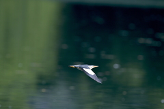 Ixobrychus minutus minutus