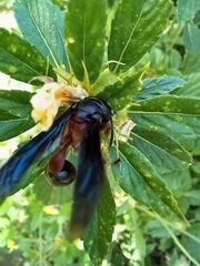 Zethus mexicanus
