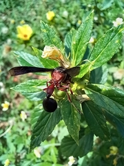 Zethus mexicanus