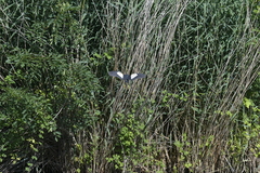 Ixobrychus minutus minutus