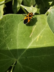 Tropidothorax sinensis