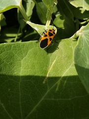 Tropidothorax sinensis