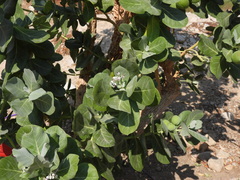 Calotropis procera