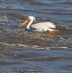 Pelecanus erythrorhynchos