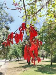 Erythrina crista-galli