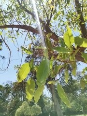 Erythrina crista-galli