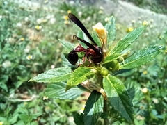 Zethus mexicanus