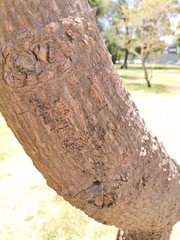 Erythrina crista-galli