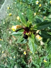 Zethus mexicanus