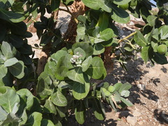 Calotropis procera