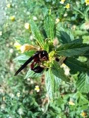 Zethus mexicanus