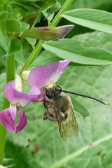 Eucera