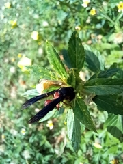 Zethus mexicanus