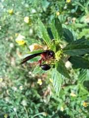 Zethus mexicanus