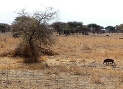 Phacochoerus africanus massaicus