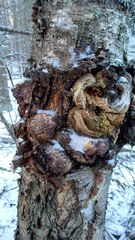 Agrobacterium radiobacter