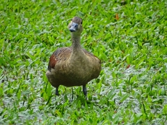 Dendrocygna javanica