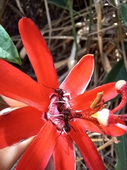 Ectatomma brunneum