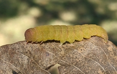 Panopoda