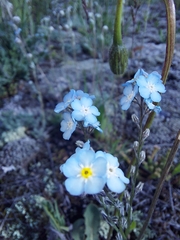 Myosotis alpestris