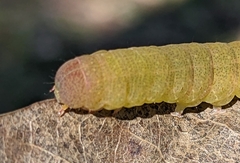 Panopoda