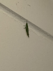 Stenacris vitreipennis