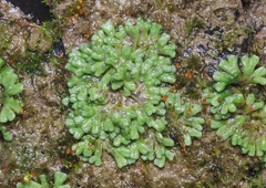 Riccia glauca