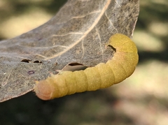 Panopoda
