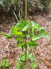 Merostachys