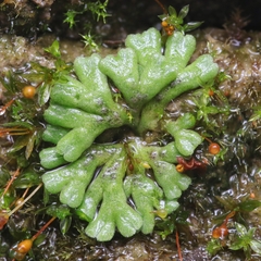 Riccia glauca