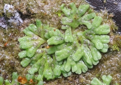 Riccia glauca