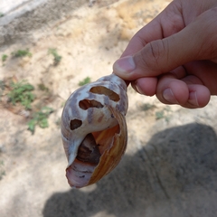 Lissachatina fulica