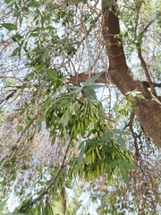 Fraxinus