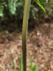 Merostachys