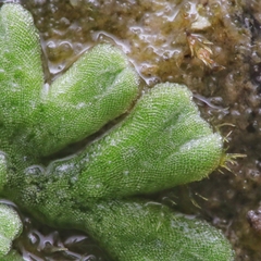 Riccia glauca