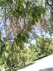 Fraxinus