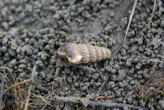 Cerithidea rhizophorarum