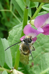 Eucera