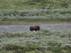 Ovibos moschatus