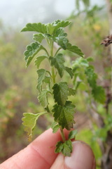 Leonotis ocymifolia