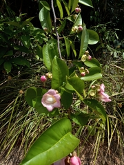 Eschweilera