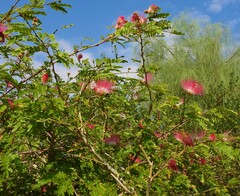 Calliandra surinamensis