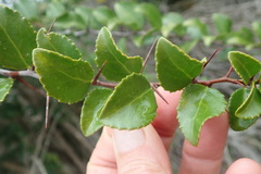 Gymnosporia nemorosa