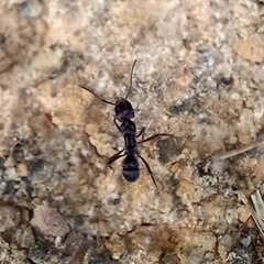 Ectatomma brunneum