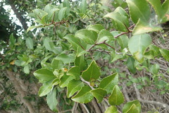 Gymnosporia nemorosa