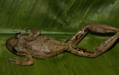 Scinax fuscovarius
