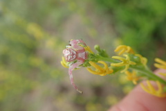 Thomisus citrinellus