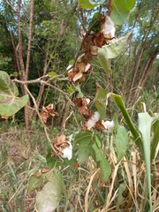 Gossypium hirsutum