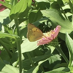 Colias