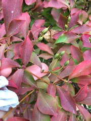 Enkianthus perulatus